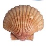 Materials: Shell